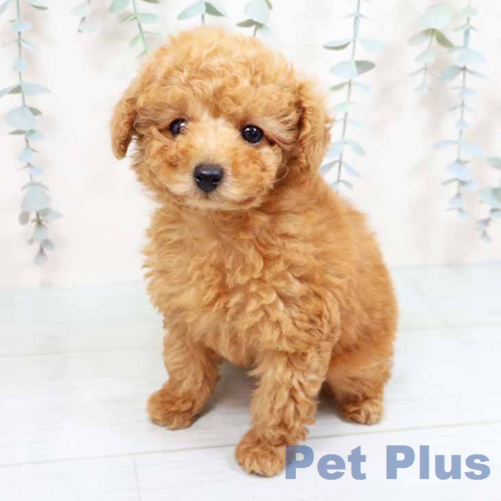 トイ・プードル