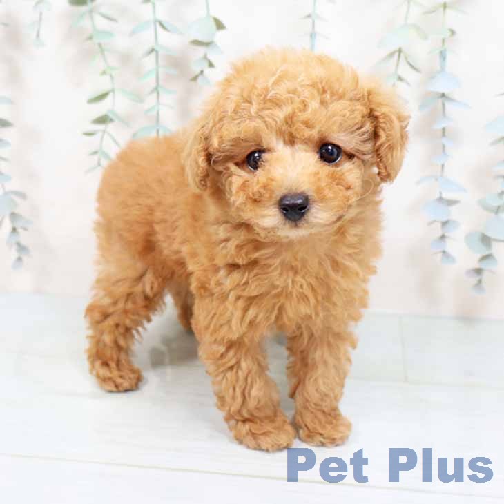 トイ・プードルの写真2