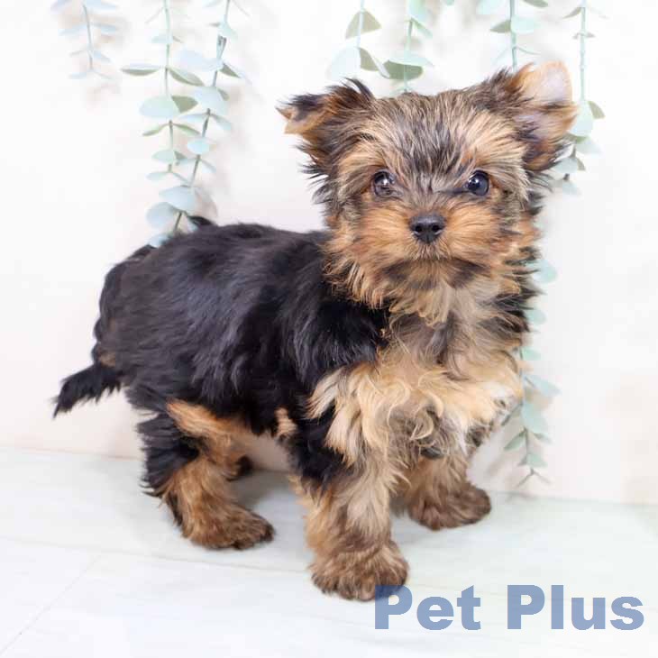 大阪府のヨークシャーテリア (ペットプラス イオン大日店/2026年1月18日生まれ/女の子/スチールブルータン)の子犬の1枚目の画像