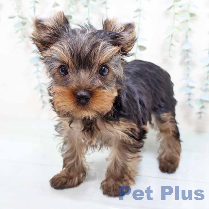 ヨークシャー・テリア