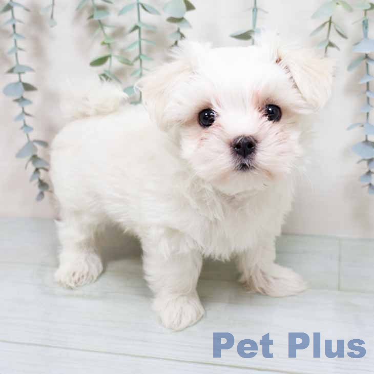京都府のマルチーズ (ペットプラス イオンモールKYOTO店/2026年1月19日生まれ/男の子/ホワイト)の子犬の1枚目の画像