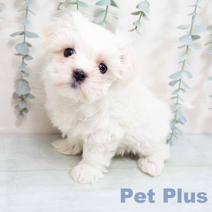 京都府のマルチーズ (ペットプラス イオンモールKYOTO店/2026年1月19日生まれ/男の子/ホワイト)の子犬の2枚目の画像