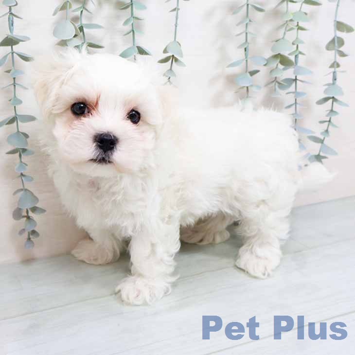 マルチーズの写真2