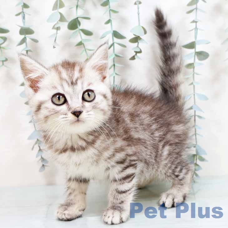 マンチカンの写真2