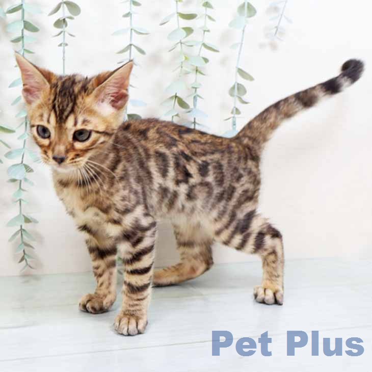 マンチカンの写真2