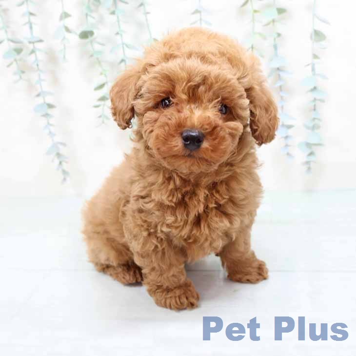 トイ・プードル