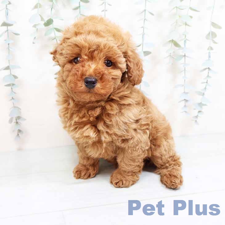 トイ・プードル