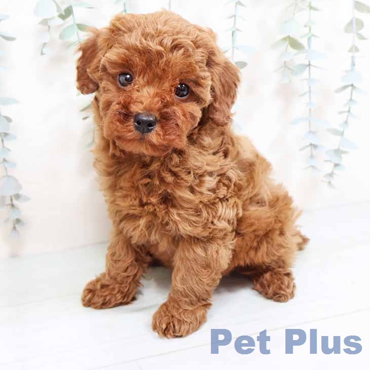 京都府のトイプードル(トイ) (ペットプラス イオンモールKYOTO店/2026年1月17日生まれ/男の子/レッドフォーン)の子犬の1枚目の画像