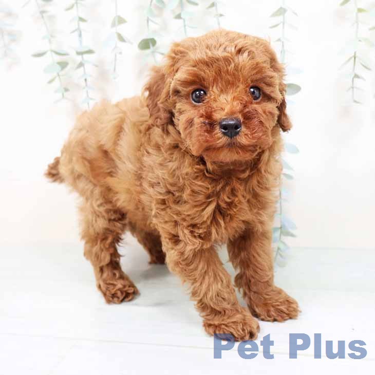 京都府のトイプードル(トイ) (ペットプラス イオンモールKYOTO店/2026年1月17日生まれ/男の子/レッドフォーン)の子犬の2枚目の画像