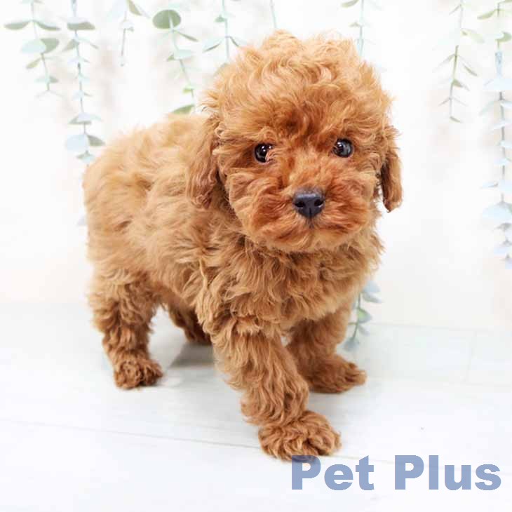 トイ・プードル