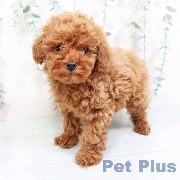 トイ・プードル