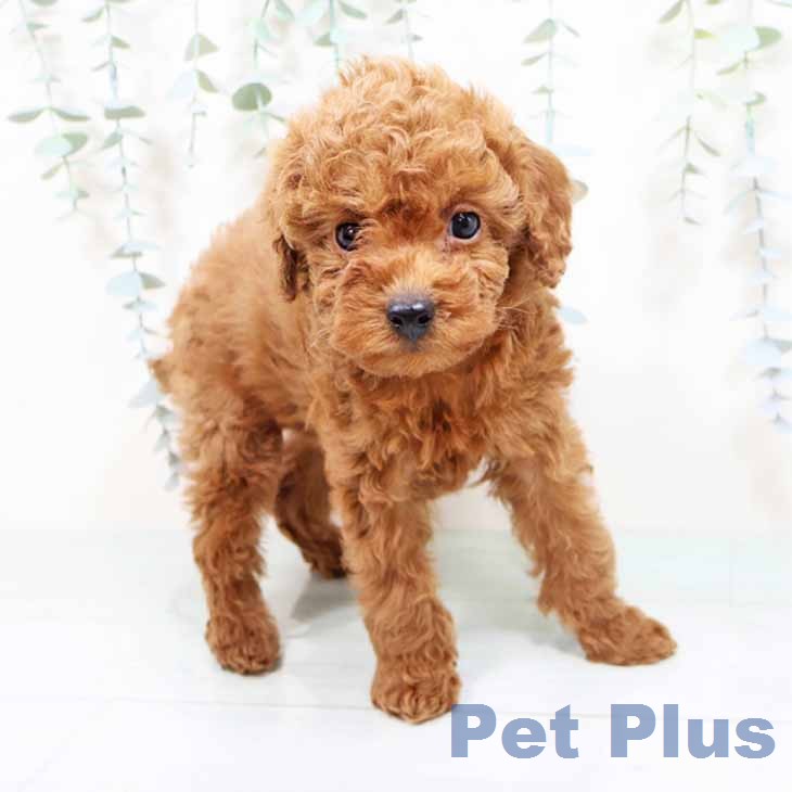 トイ・プードル