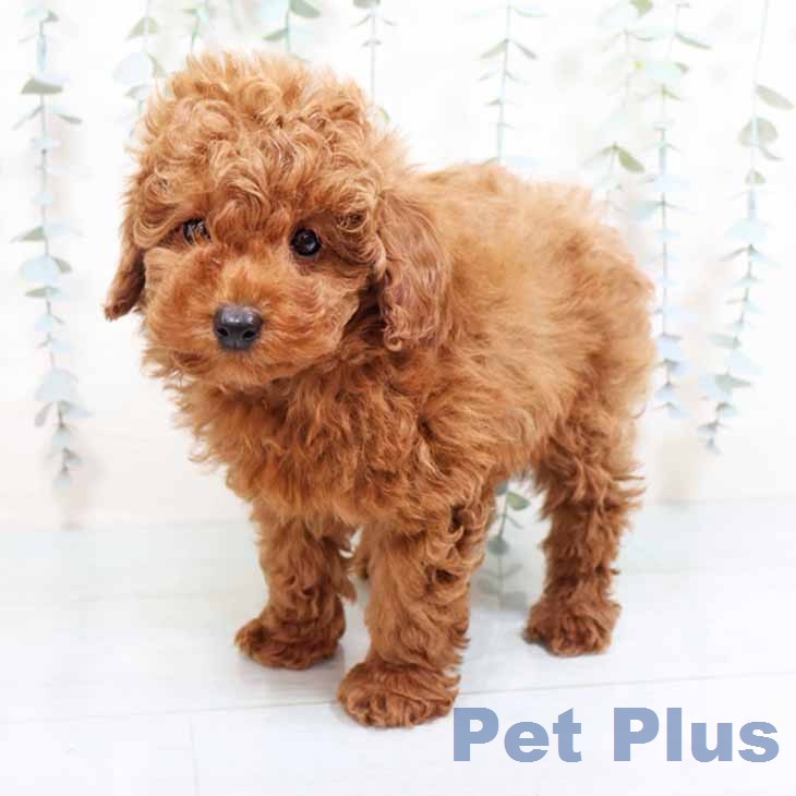 トイ・プードルの写真2