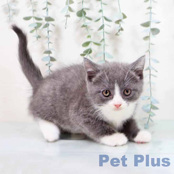 ブリティッシュショートヘア