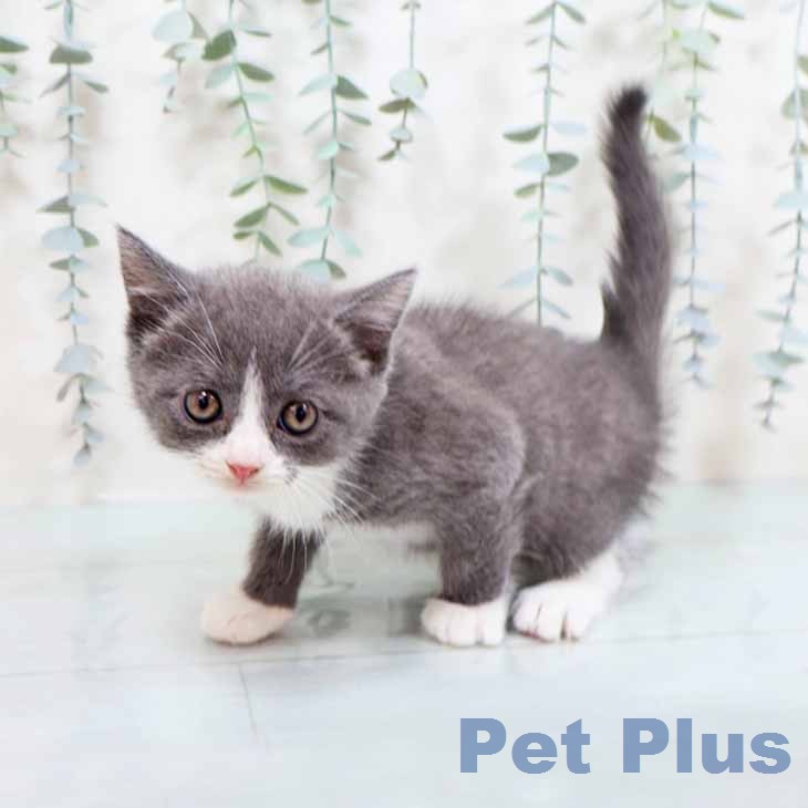 ブリティッシュショートヘアの写真2