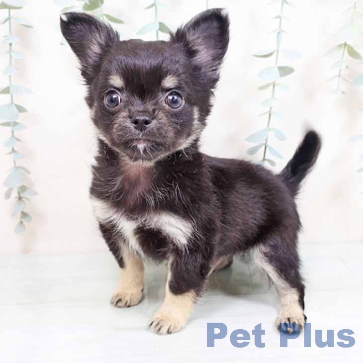 京都府のチワワ(ロング) (ペットプラス イオンモールKYOTO店/2026年1月18日生まれ/男の子/ブラックタン)の子犬の1枚目の画像