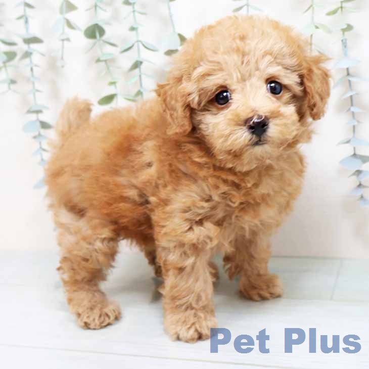 トイ・プードル