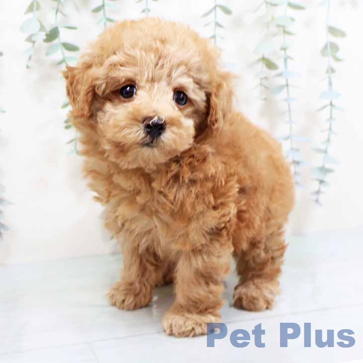 トイ・プードルの写真2