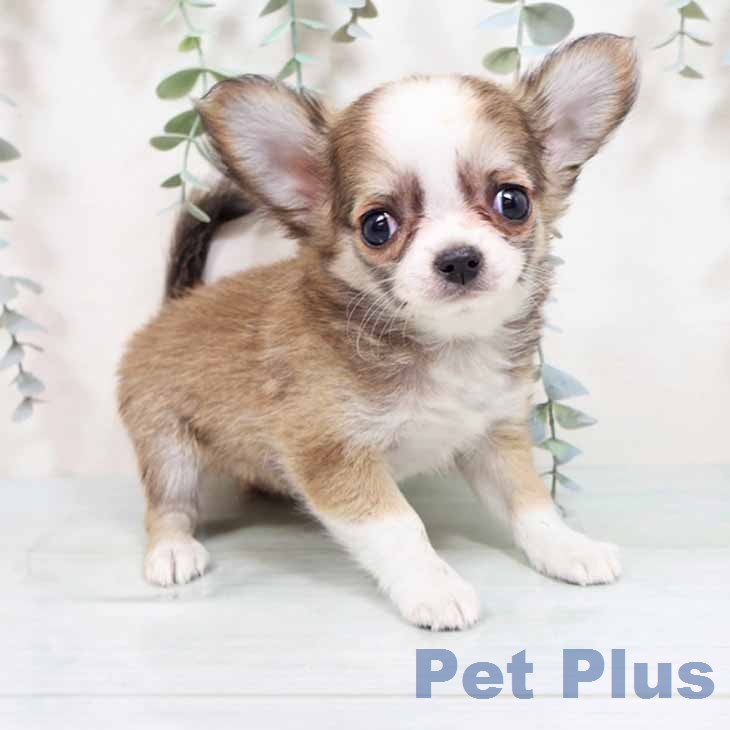 兵庫県のチワワ(ロング) (ペットプラス 姫路大津店/2026年1月16日生まれ/女の子/フォーンホワイト)の子犬の1枚目の画像