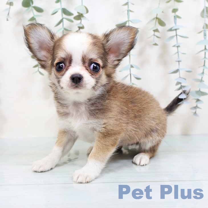兵庫県のチワワ(ロング) (ペットプラス 姫路大津店/2026年1月16日生まれ/女の子/フォーンホワイト)の子犬の2枚目の画像