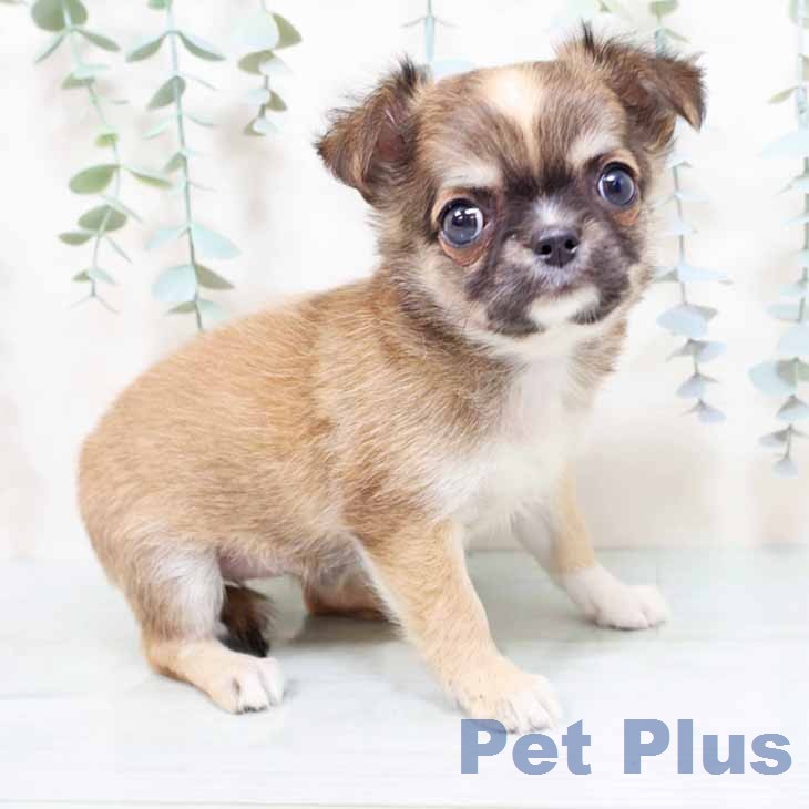 京都府のチワワ(ロング) (ペットプラス 京都桂川店/2026年1月16日生まれ/女の子/フォーンホワイト)の子犬の1枚目の画像