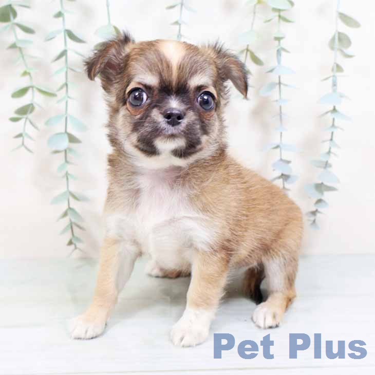 京都府のチワワ(ロング) (ペットプラス 京都桂川店/2026年1月16日生まれ/女の子/フォーンホワイト)の子犬の2枚目の画像