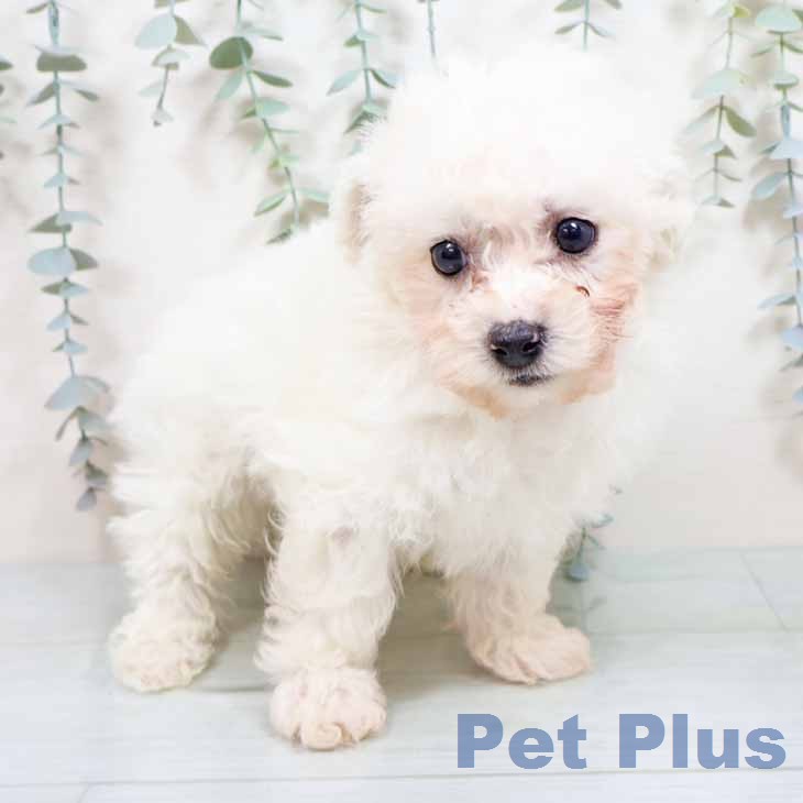 ビション・フリーゼ