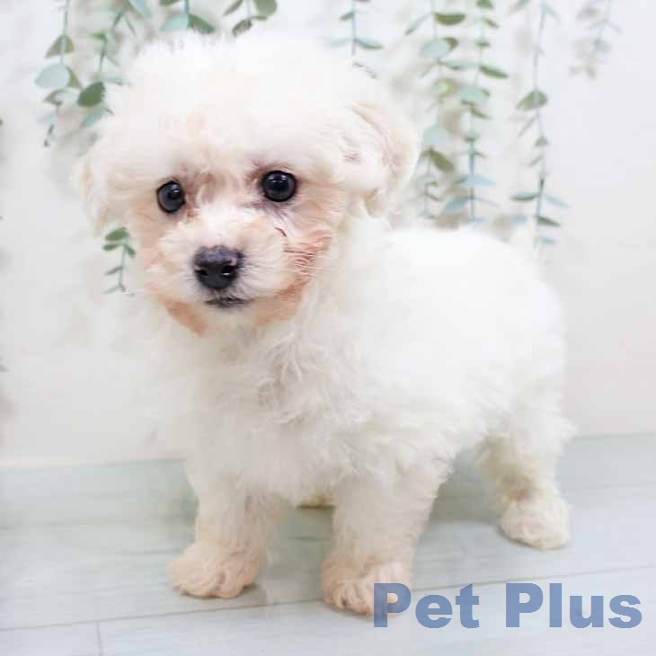 ビション・フリーゼの写真2