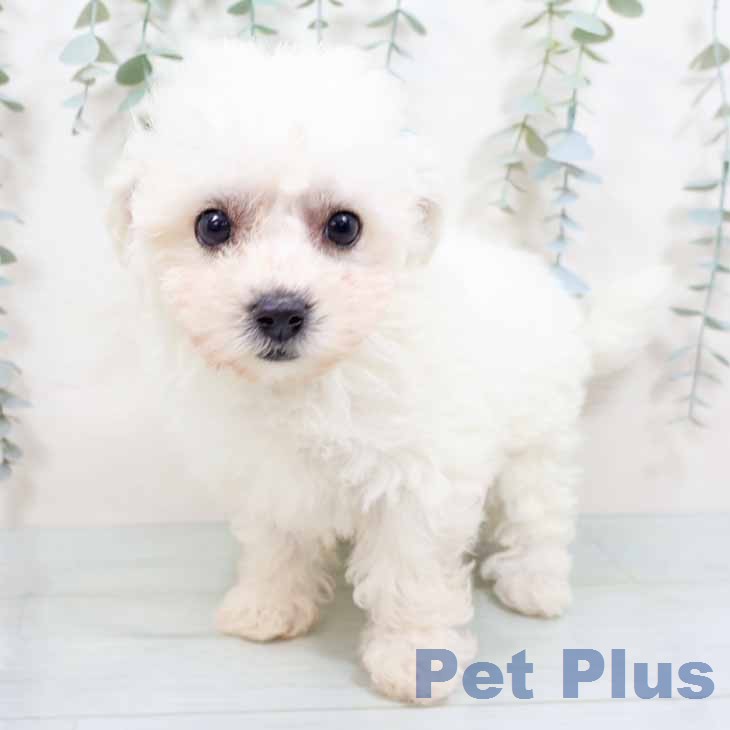 ビション・フリーゼ