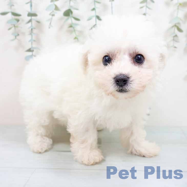 ビション・フリーゼ