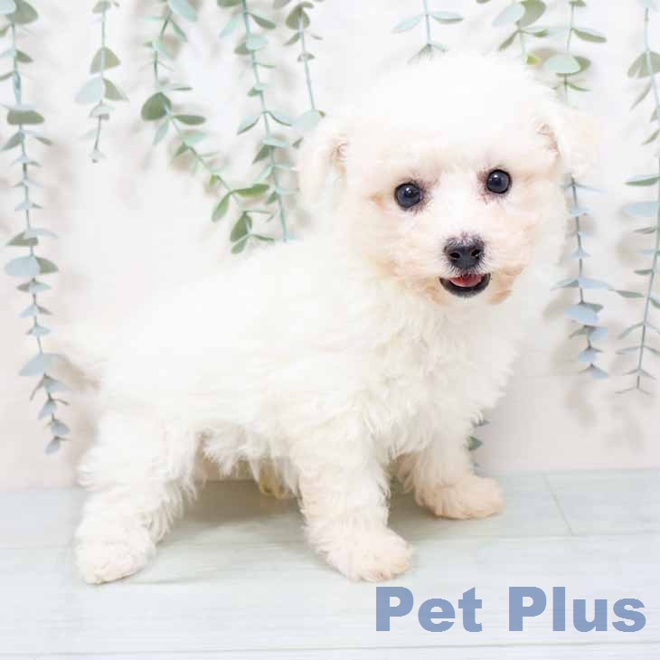 ビション・フリーゼの写真2