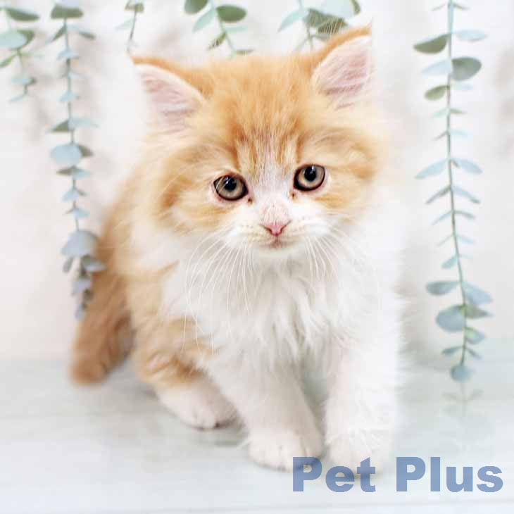 ラガマフィンの写真2