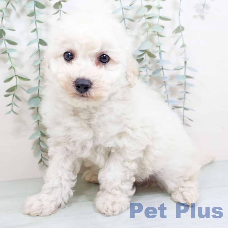 ビション・フリーゼの写真2