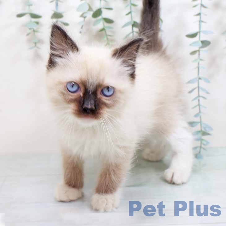 大阪府のラグドール (ペットプラス ららぽーと和泉店/2026年1月7日生まれ/男の子/シールポイントミテッド)の子猫の1枚目の画像
