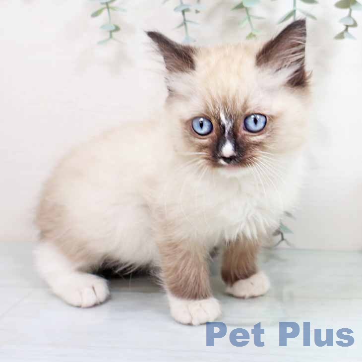 京都府のラグドール (ペットプラス 京都桂川店/2026年1月7日生まれ/男の子/シールポイントミテッド)の子猫の2枚目の画像