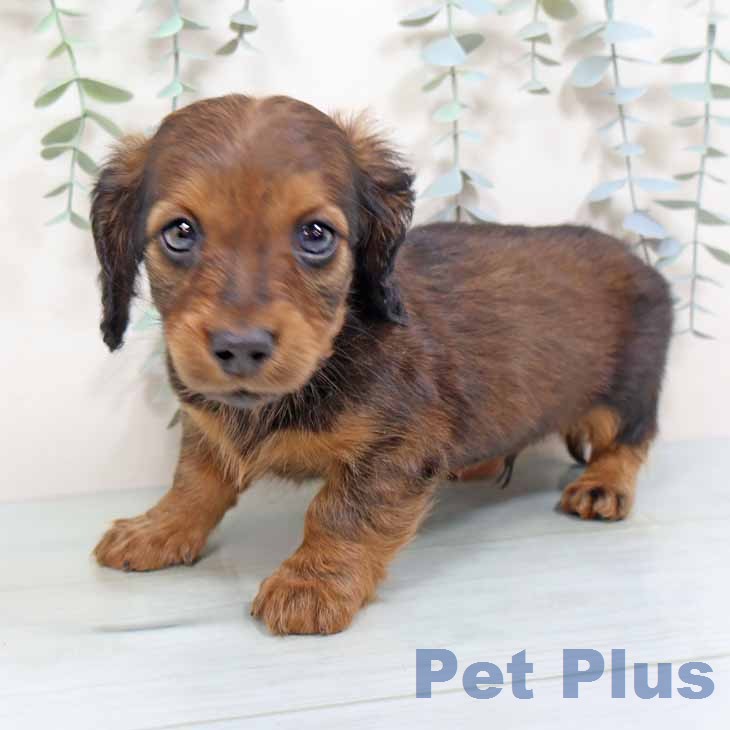 カニーンヘン・ダックスフンドの写真2