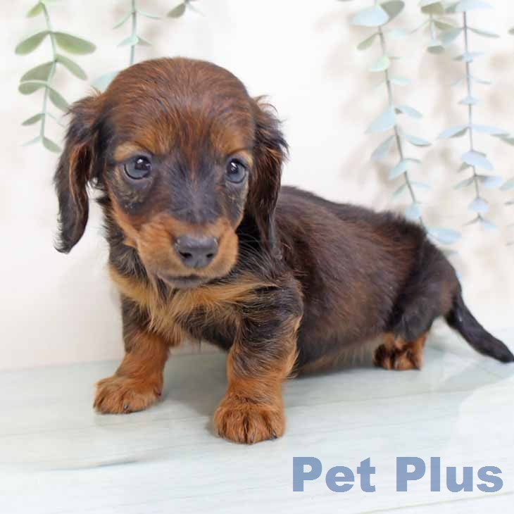 カニーンヘン・ダックスフンド