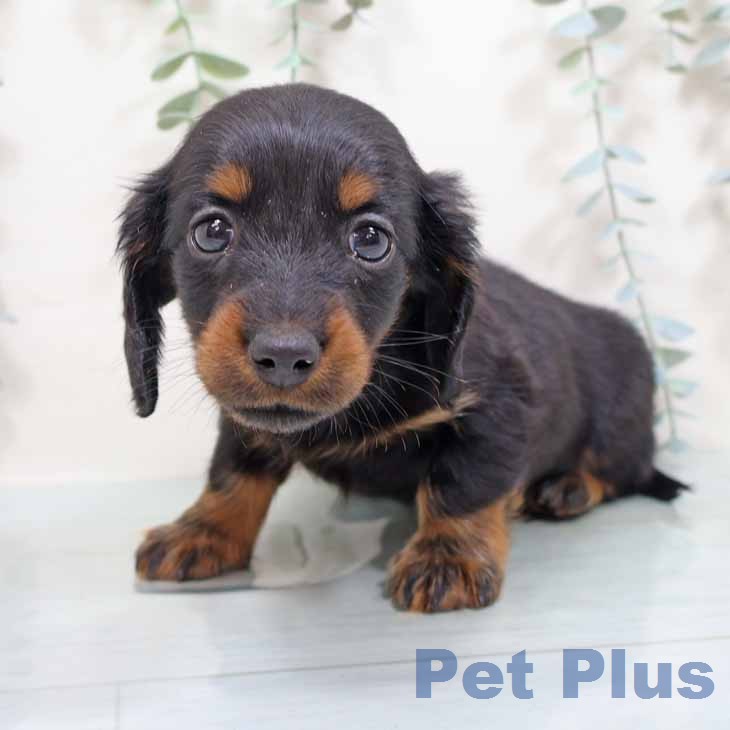 カニーンヘン・ダックスフンドの写真2