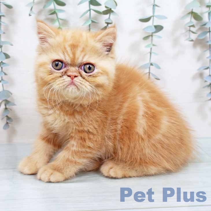 エキゾチックの写真2