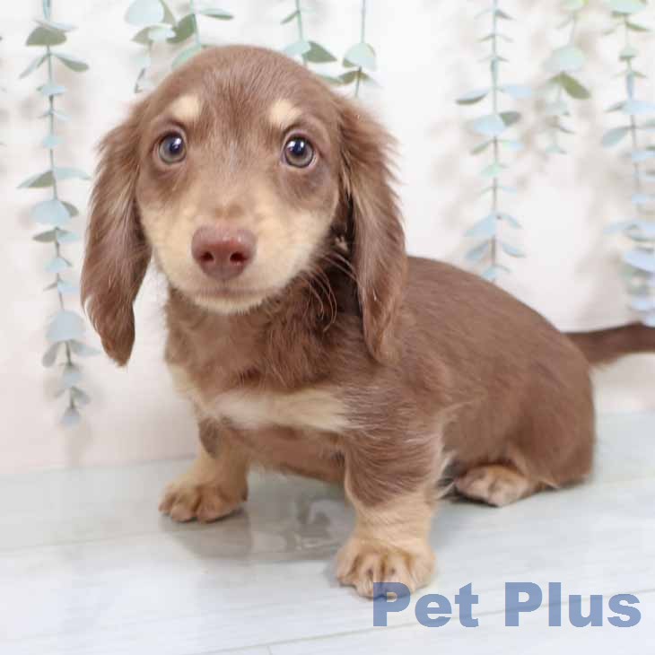 ミニチュア・ダックスフンド