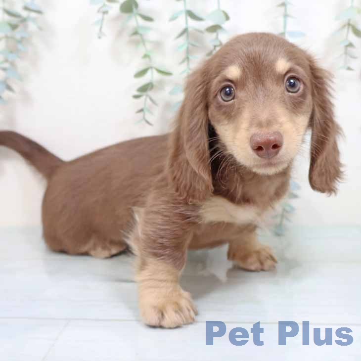 ミニチュア・ダックスフンドの写真2