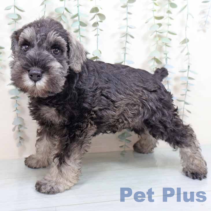 ミニチュア・シュナウザーの写真2