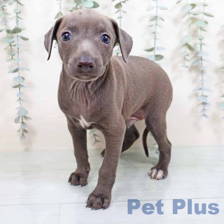 イタリアン・グレーハウンド