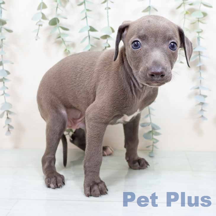 イタリアン・グレーハウンドの写真2