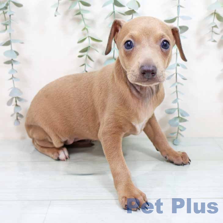 イタリアン・グレーハウンド