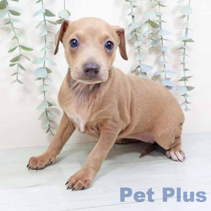 イタリアン・グレーハウンド