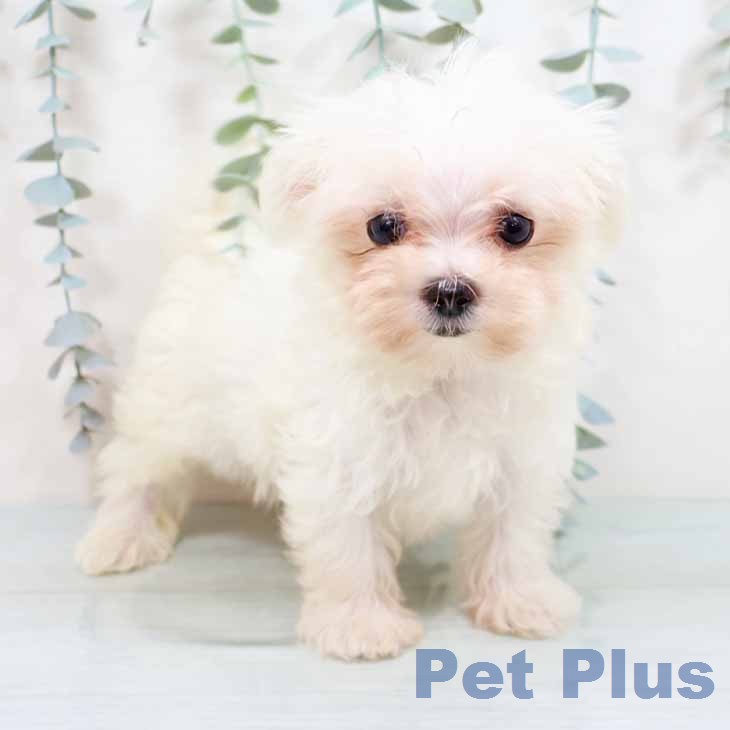 兵庫県のマルチーズ (ペットプラス 神戸三宮店/2026年1月1日生まれ/男の子/ホワイト)の子犬の1枚目の画像