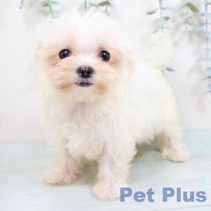 兵庫県のマルチーズ (ペットプラス 神戸三宮店/2026年1月1日生まれ/男の子/ホワイト)の子犬の2枚目の画像