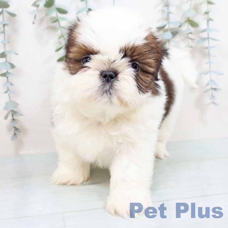 シー・ズーの写真2