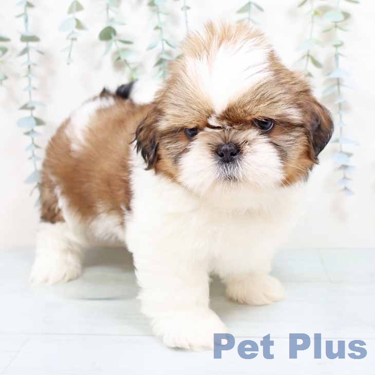 シー・ズーの写真2